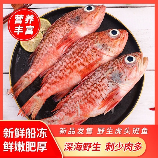 虎头斑鱼老虎斑红石斑鱼海鲜水产冷冻批发大眼鱼海捕石斑鱼深海鱼