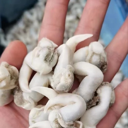 原浆鲜冻鸟贝肉肥美鲜活现剥黄金鸟贝肉鸟贝刺身金钩鸟贝蛤蜊肉