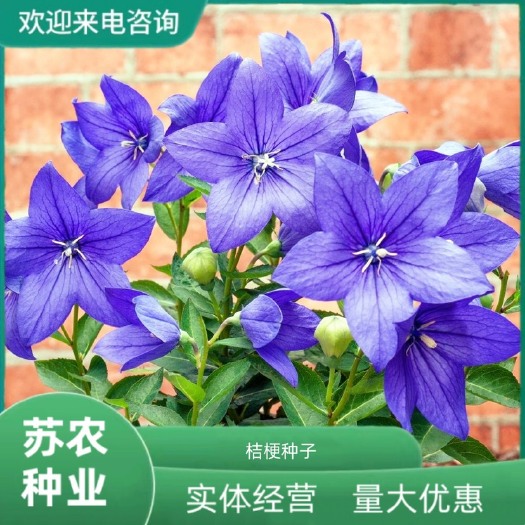 沭阳县桔梗花种子四季种易活室内室外开花种孑盆栽花卉植物种籽花籽