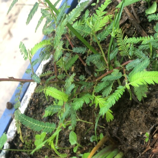 清远农家鸡骨草