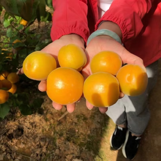大荔县金太阳杏，