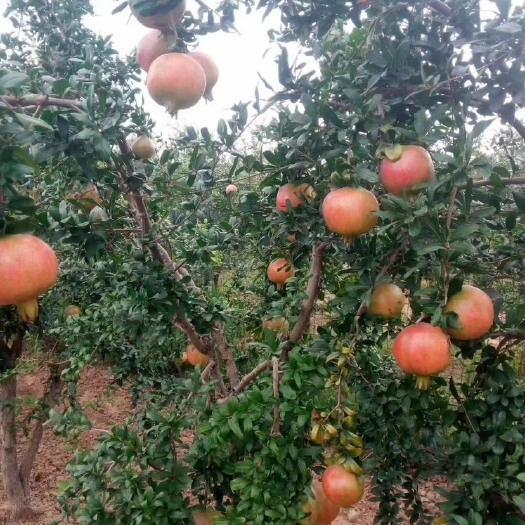 荥阳市突尼斯石榴树苗当年挂果