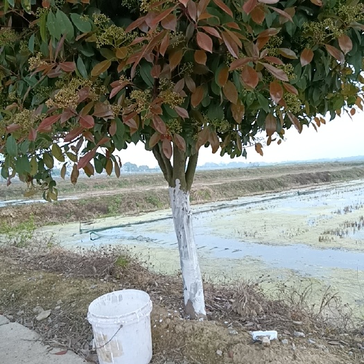 石首市火焰红