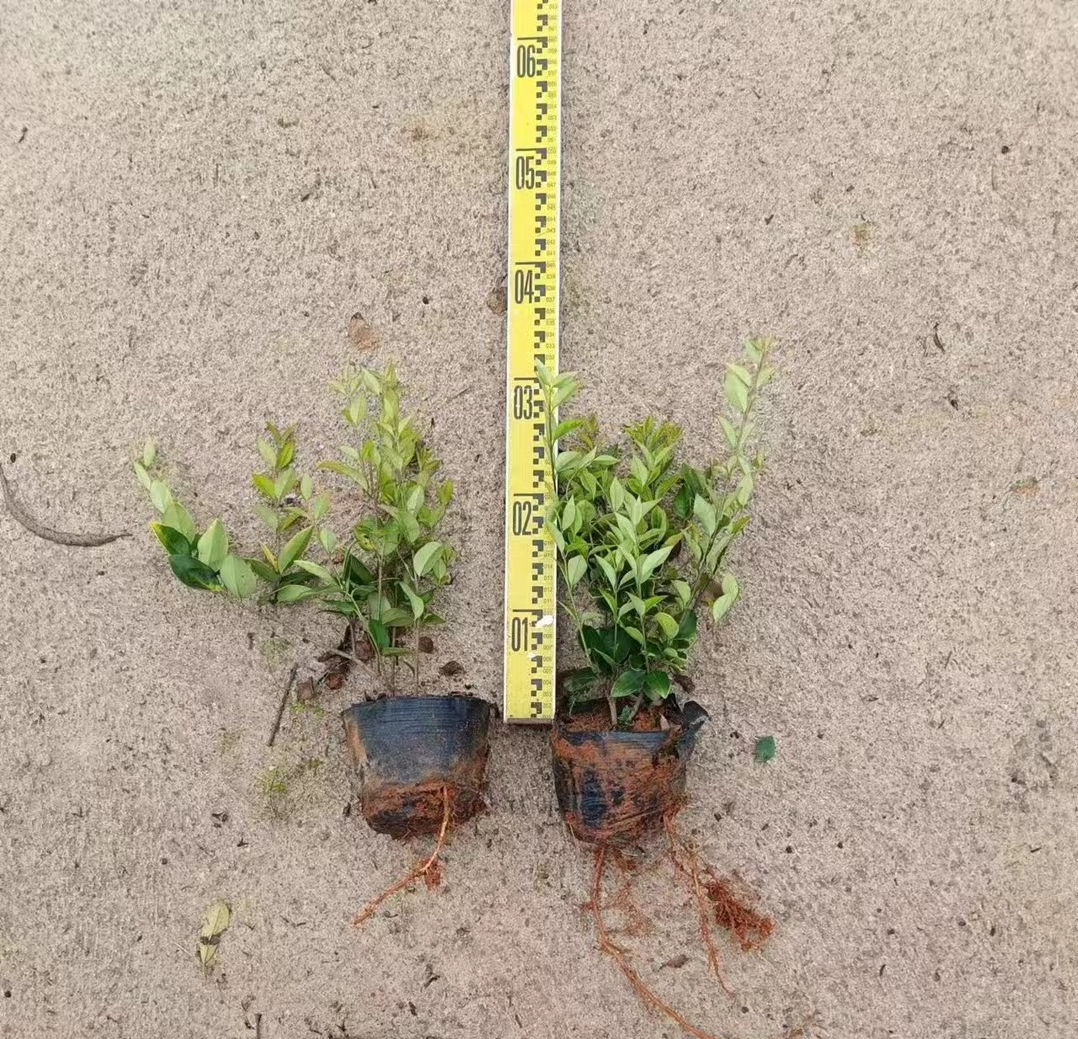 金森女贞苗 金森女贞小苗 球形 地被植物园林绿化工程苗