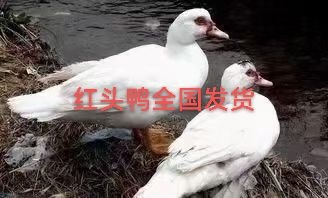 红头鸭