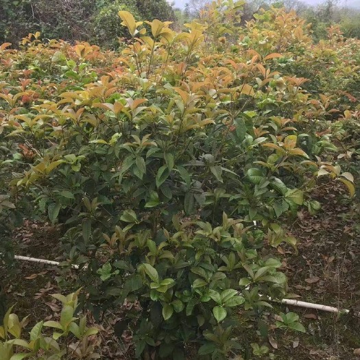桂林四季桂花大球