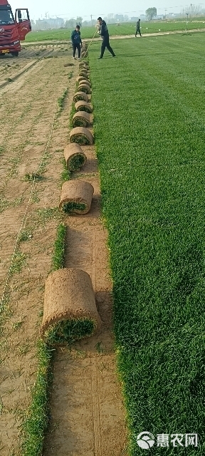 冷季型草坪四季青早熟禾和高羊茅果岭草剪股颖百慕大马尼拉