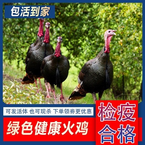 汶上县巨型火鸡优质青铜尼古拉贝蒂娜半大鸡脱温鸡小鸡成年观赏鸡