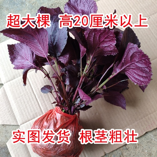 全州县紫苏种苗食用双面紫色紫苏苗庭院阳台盆栽全紫色食用鸡冠紫苏树苗