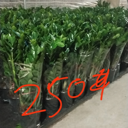 广州海南金钱树基地批发