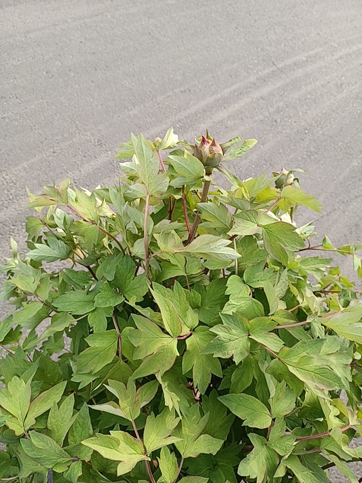 洛阳牡丹，自产自销，含苞待放的花苞多适应力强