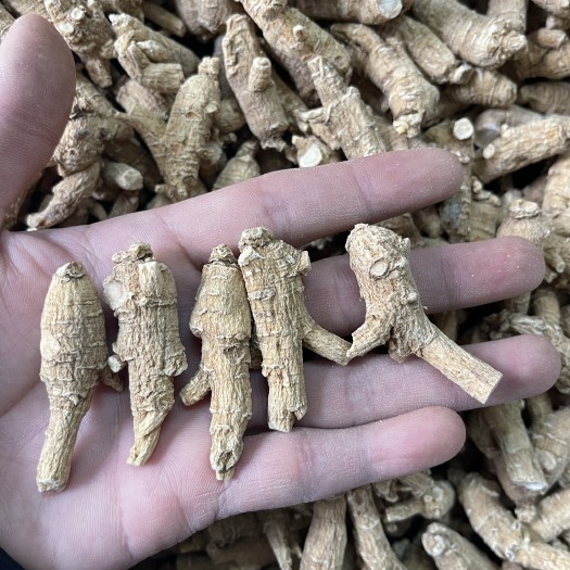 广州【推荐】加拿大西洋参3克粒头花旗参粒头（香味浓郁回甘）