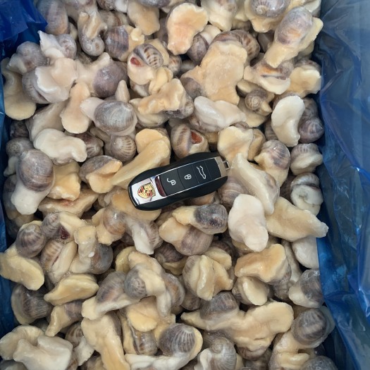 北海北海厂家一手珍珠鲍螺直批，量大价优，品质好，适合各种餐饮行。