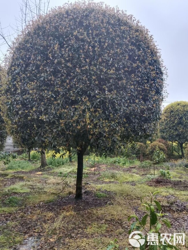 成都高杆桂花，2公分到20公分，货源充足，量大从优