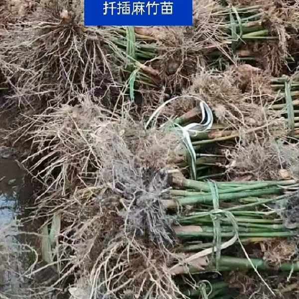 竹苗   麻竹苗 大竹笋苗