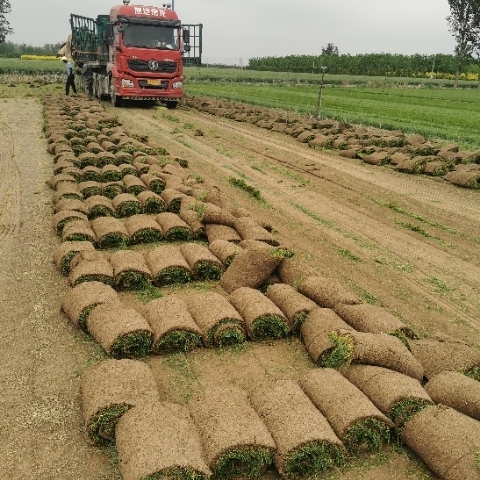 冷季型草坪四季青早熟禾和高羊茅果岭草剪股颖百慕大马尼拉