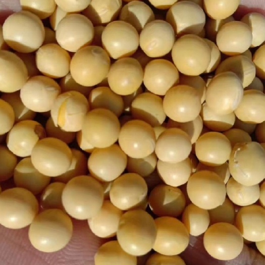 孙吴县东北优质大豆 大豆含油脂21%个以上，蛋白35～37个，水