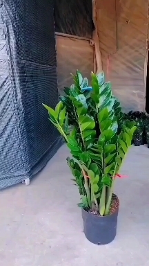 广州海南金钱树基地直批