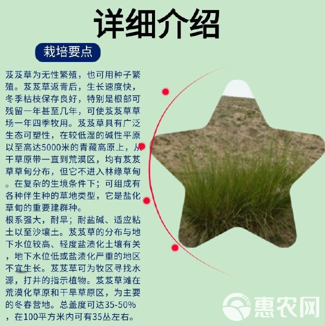 芨芨草种子，芨芨草优质牧草种子水草绿化种子耐旱防风固沙草种子