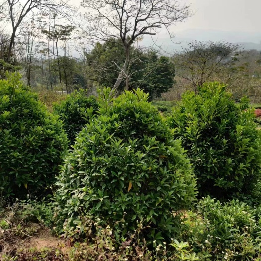 揭阳非洲茉莉灰茉各种规格齐全基地直发