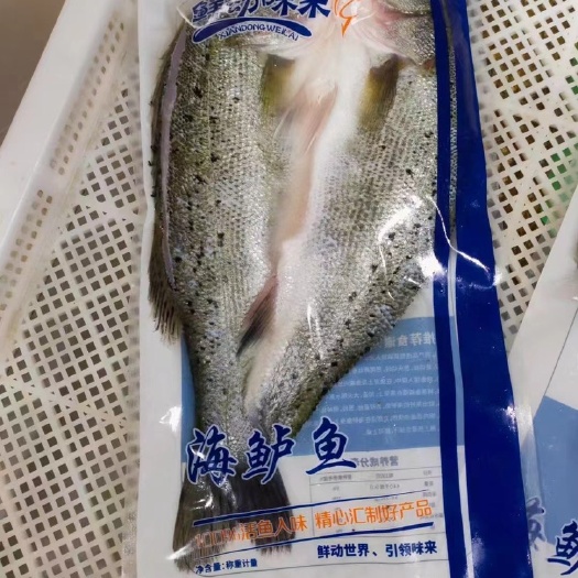 济南开背海鲈鱼
