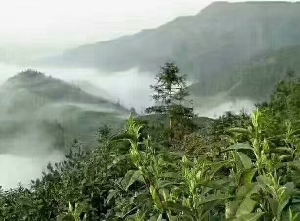 舒城县高山绿茶，生态茶 茶叶 原生木炭烘烤