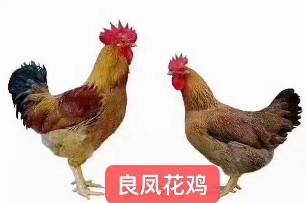 南宁良凤花鸡苗 包邮包打疫苗