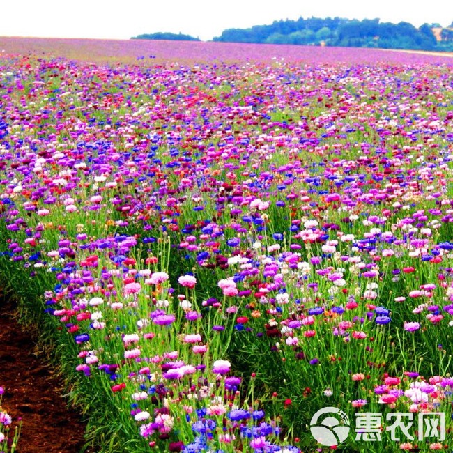 矢车菊种子 矢车菊花种子多年生耐寒花草种籽秋冬种植花卉庭院