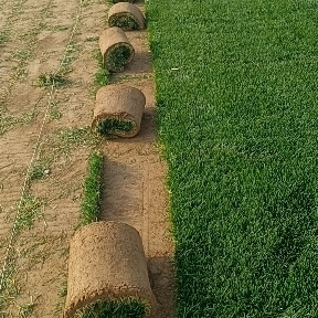 冷季型草坪四季青早熟禾和高羊茅果岭草剪股颖百慕大马尼拉