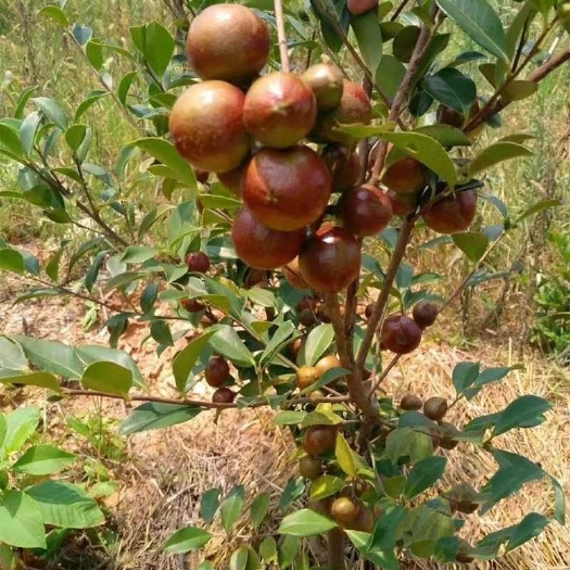 灵山县油茶苗