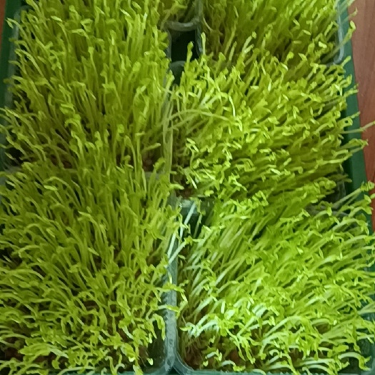 青岛豌豆苗