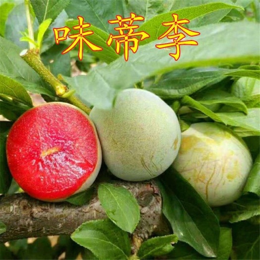 平邑县新品种果树苗特大青皮红心李子树苗味帝李子苗嫁接苗南方北方种植