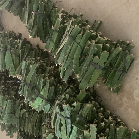 乐东县红心火龙果苗