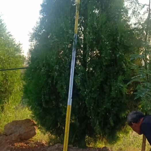 绛县侧柏，侧柏产地！杯苗侧柏
