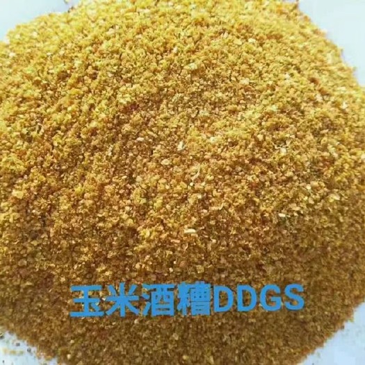 石家庄玉米酒糟 DDGS