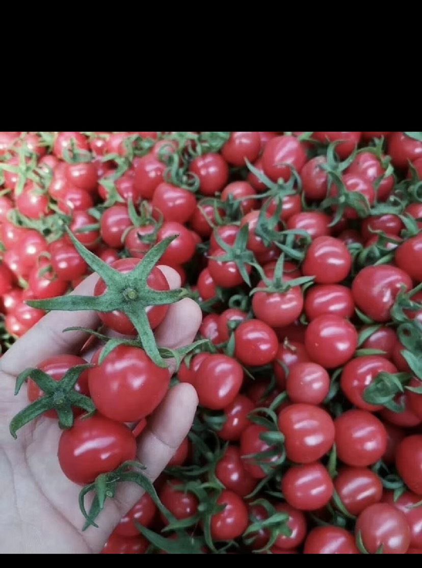 山东寿光圣女果贝贝