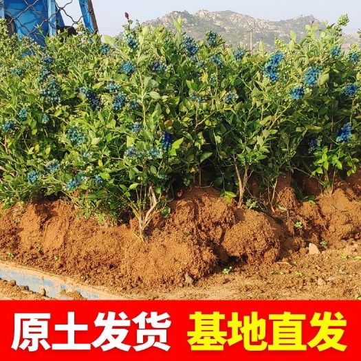 平邑县蓝莓树苗果苗南方北方种植盆栽地栽蓝莓果树苗当年结果带花苞