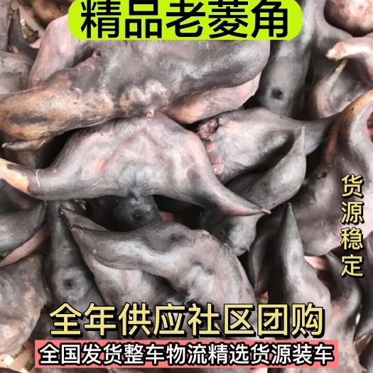 仙桃市老菱角，粉糯，大个，白净，基地采摘，货源稳定