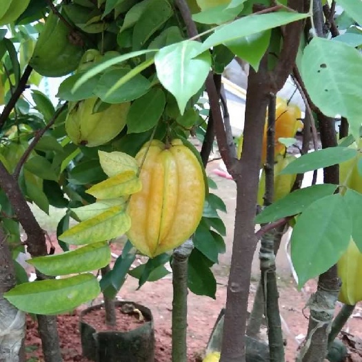 灵山县四季甜杨桃嫁接苗
