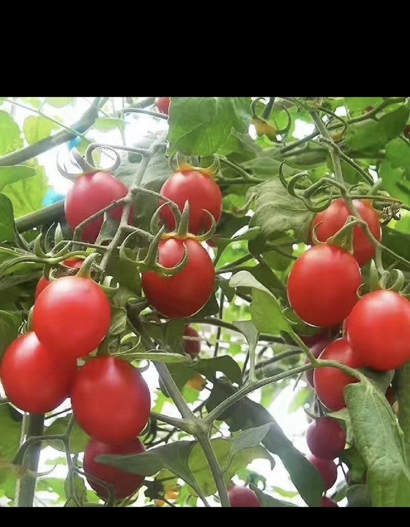 山东寿光圣女果贝贝