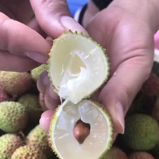 灵山县妃子笑荔枝苗，先进奉，冰荔，白糖罂，桂味，无核，黑叶荔等…