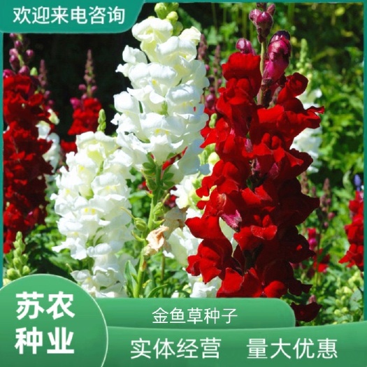 金鱼草种子宿根多年生混色花卉种籽易活易种阳台庭院盆栽室外耐寒