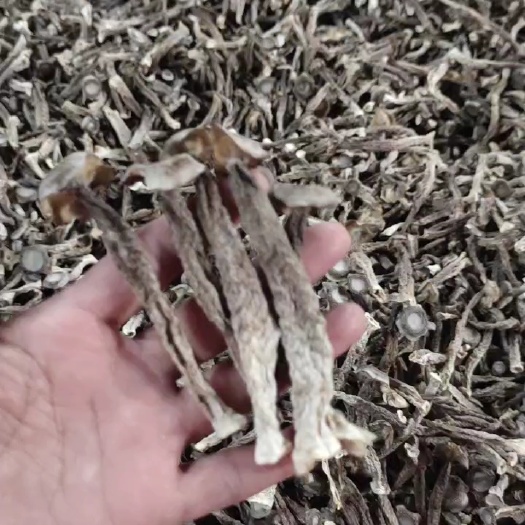 古田縣鹿茸菇 福建古田 產(chǎn)地直發(fā) 一手貨源 各種規(guī)格等級(jí)量大從優(yōu)