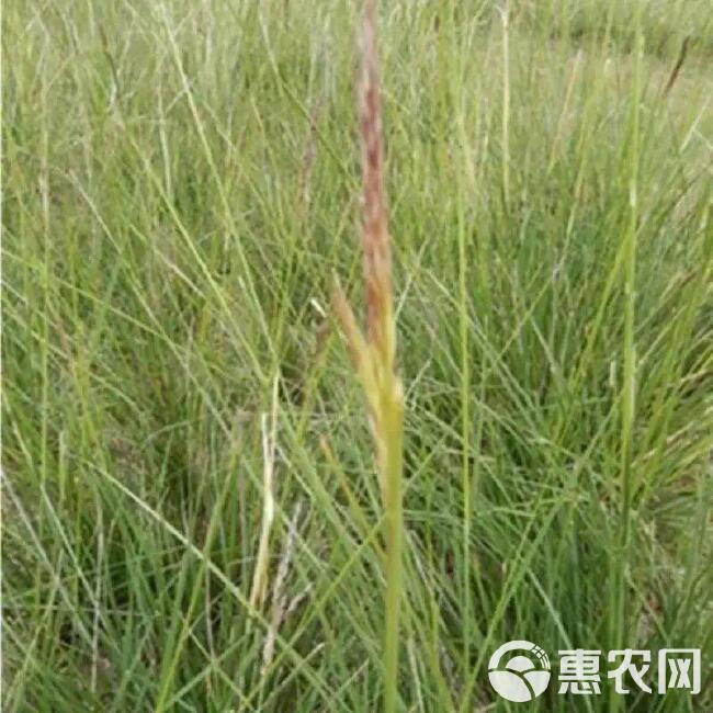 芨芨草种子，芨芨草优质牧草种子水草绿化种子耐旱防风固沙草种子