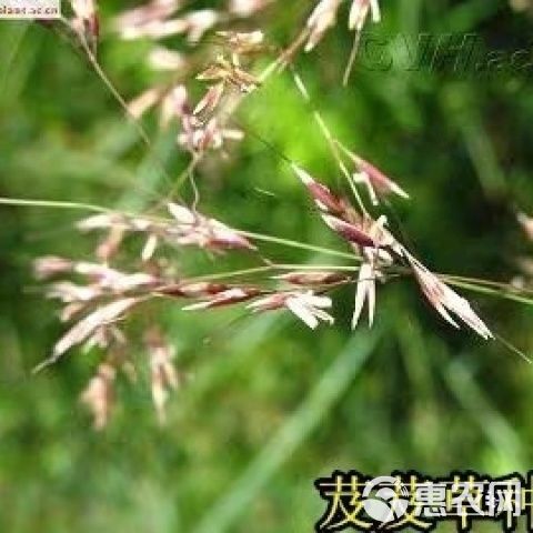 芨芨草种子，芨芨草优质牧草种子水草绿化种子耐旱防风固沙草种子