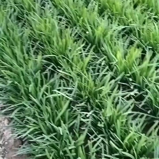 渭南露天韭菜，大量上市，量大从优