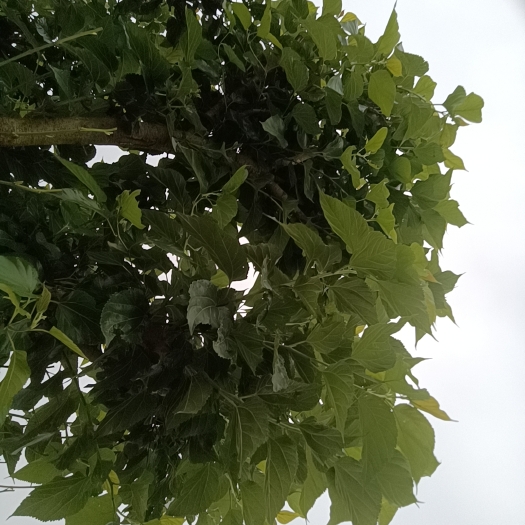 汕尾没打过药的桑叶
