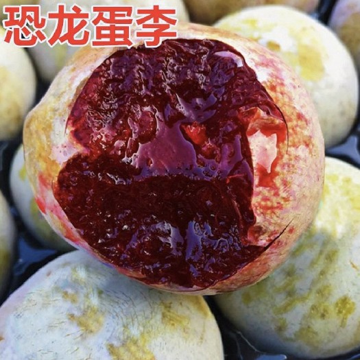 平邑县美国恐龙蛋李子树苗特大早熟嫁接李子苗南方北方种植红肉当年结果