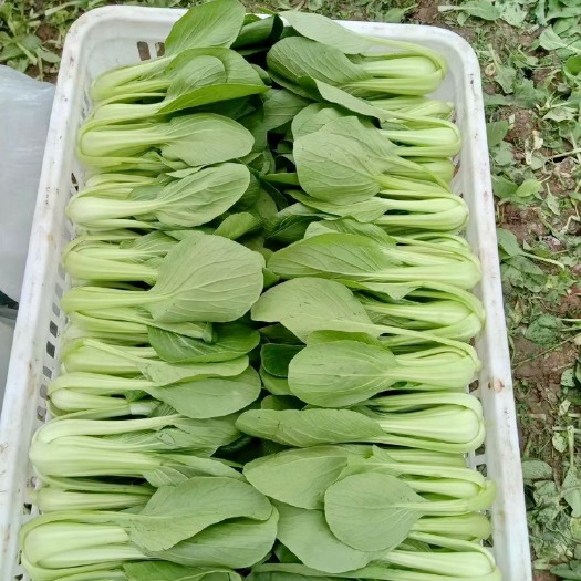 曹县(推荐)上海青，小白菜，货源充足