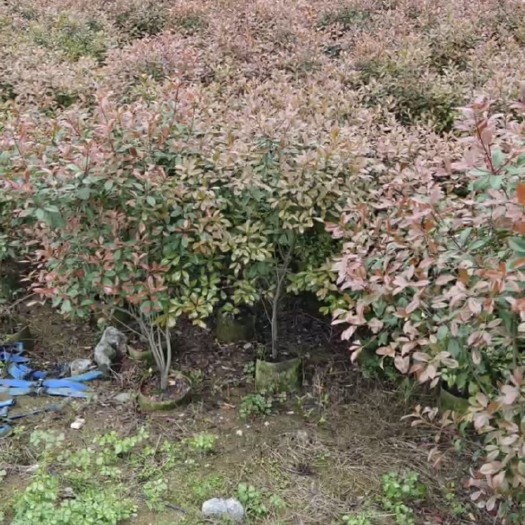 桂林红叶石楠球